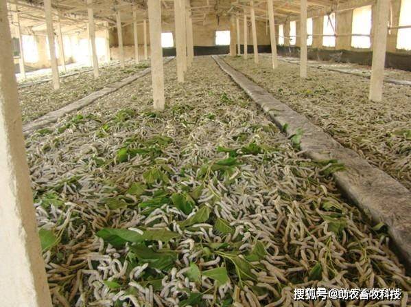 用微生物技术进行生态养蚕技术,蚕房无臭味病少健壮蚕粪变有机肥