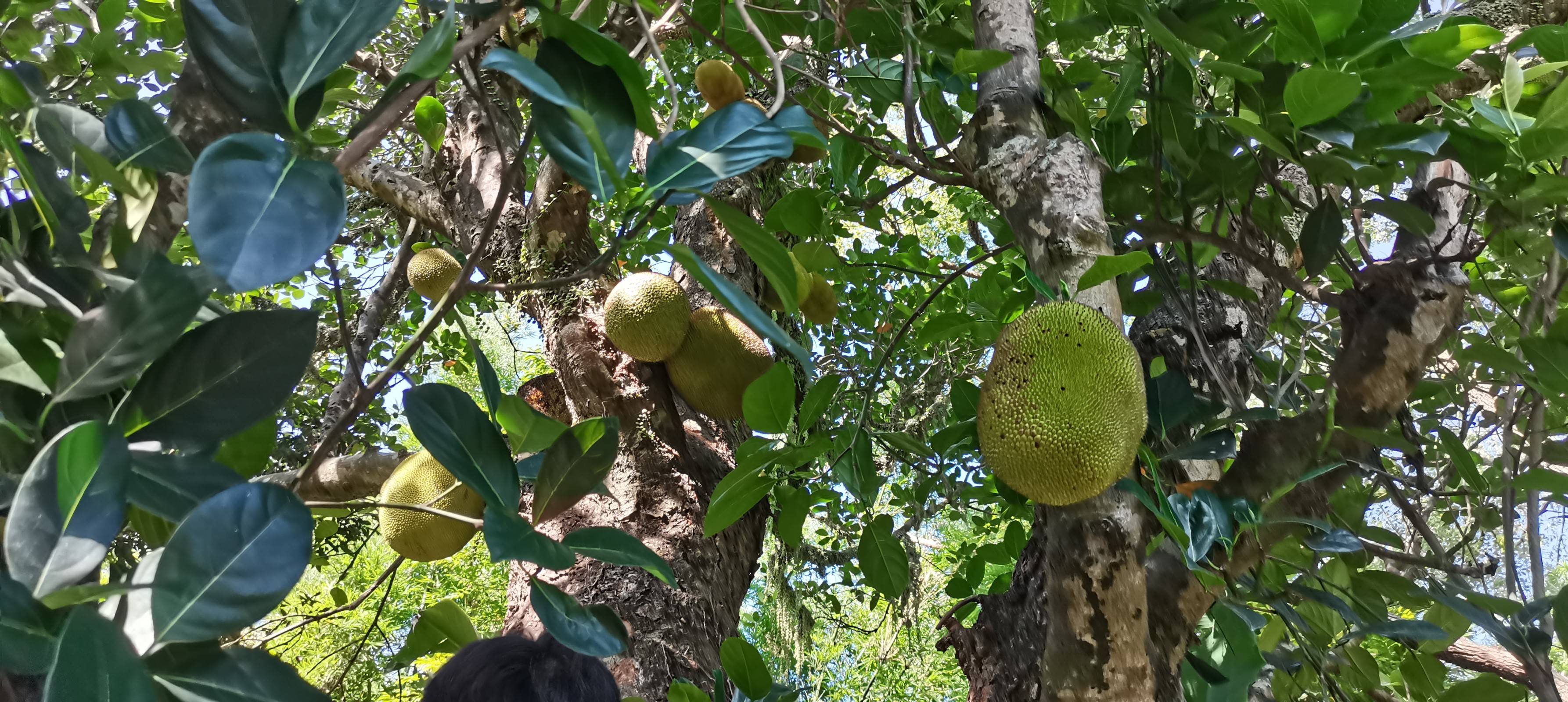 在队长的带领之下,实践队队员来到周垌油甘坪村的百年菠萝蜜树进行