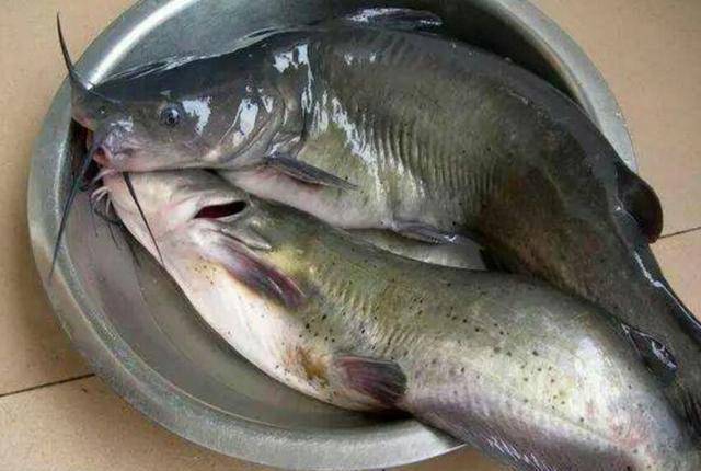 汇总15种北方常吃到的淡水鱼,这些你都吃过吗?最爱吃哪一种