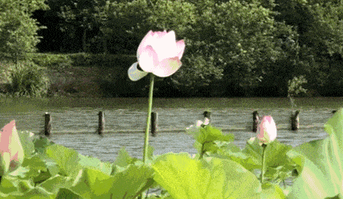 【诗词鉴赏】今年夏天,遇见了雨,遇见了诗意,遇见你!