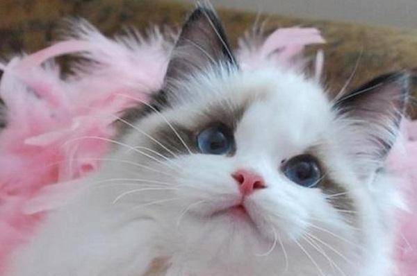 原创被称仙女猫小狗猫的布偶猫到底有多漂亮一组高清图告诉你