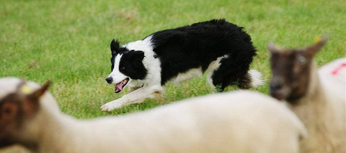 边境牧羊犬的介绍