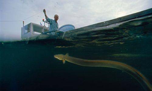 原创"尼斯湖水怪"究竟是什么?最新研究认为它是巨型鳗鱼