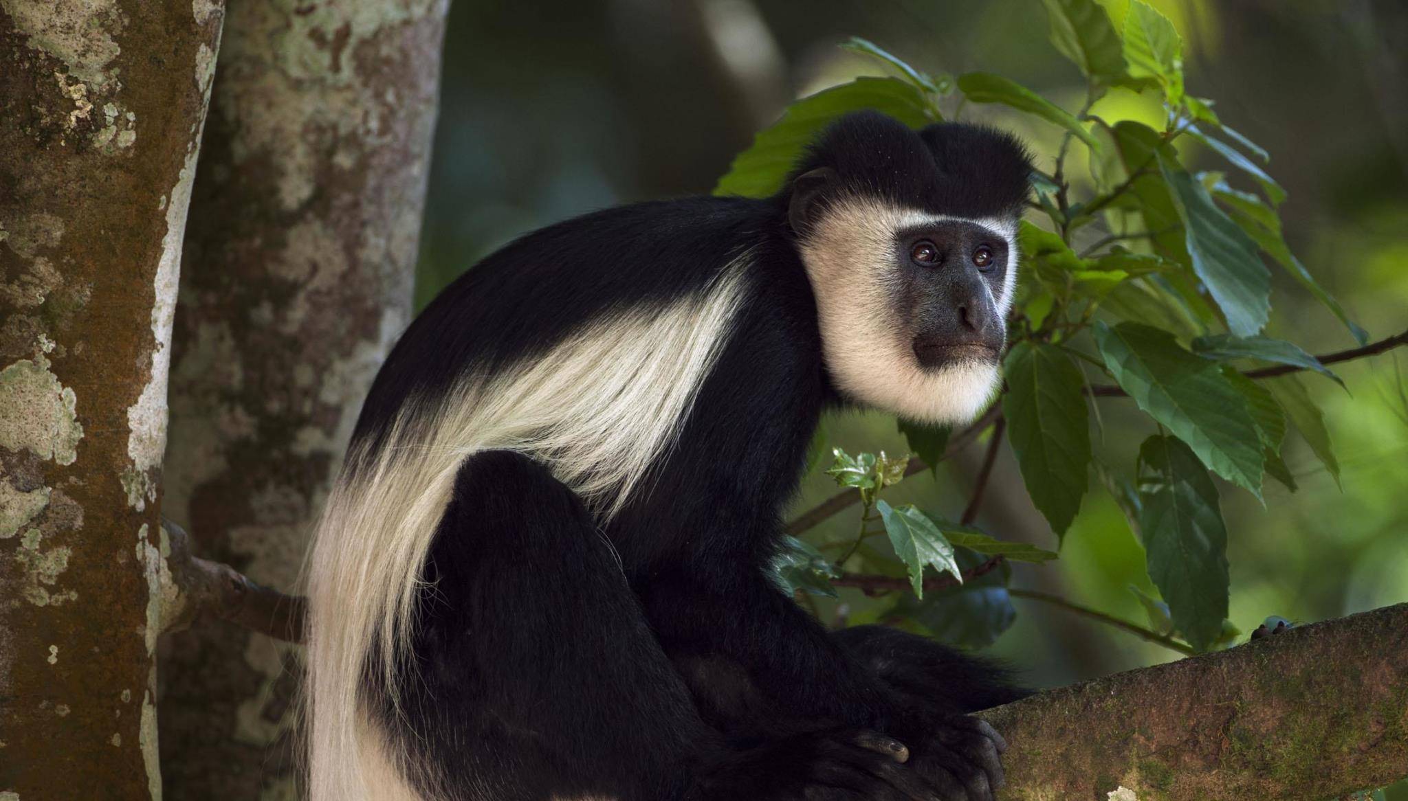 原创物种百科:东非黑白疣猴