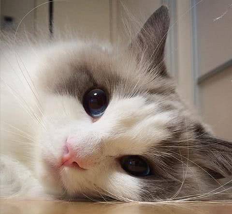 日本一布偶猫因太漂亮而成为"网红猫", 然而人家其实是一个男孩纸!