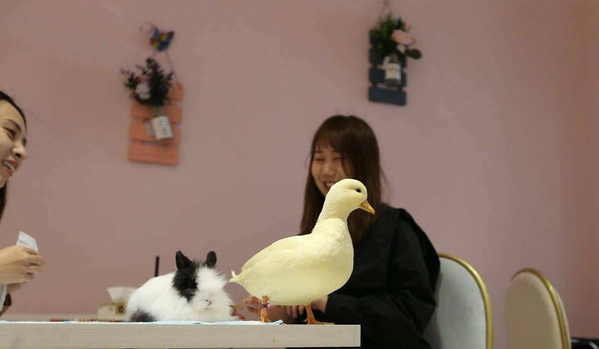 王思聪同款宠物鸭现身沈阳,肤白貌美,一只鸭子一万五