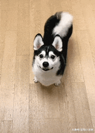 原创主人为了自己的爱好,串出一个长相非常奇特的狗,取名为哈士基!