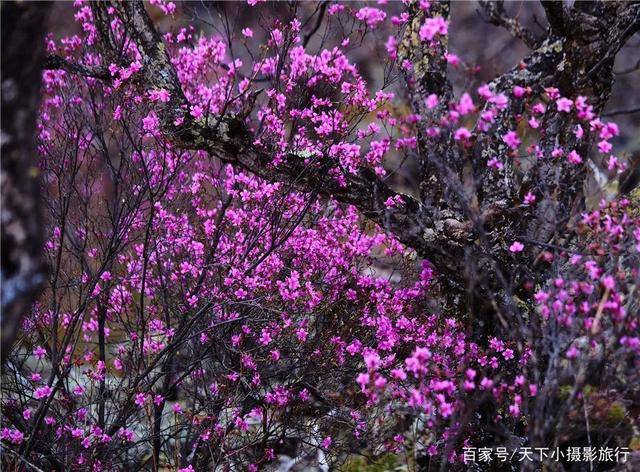 达尔滨湖,杜鹃花开成海