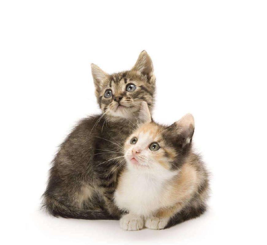 原创送了一只猫咪给奶奶, 两个月后, 奶奶却不让我抱猫咪