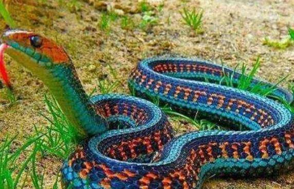 原创冰火蛇为何会被认为是世界上最毒的蛇它到底是什么蛇