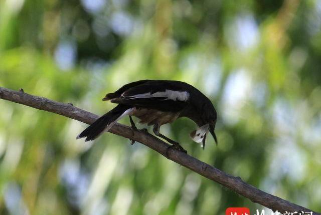 南京滨江外滩发现孟加拉国鸟鹊鸲