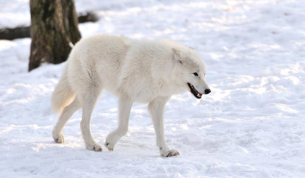 原创野生动物保护雪狼濒临灭绝的雪狼皮毛多为茶色和暗灰色