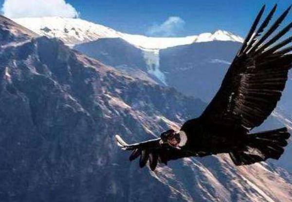世界上最大的老鹰,身高超2米,双翼如飞机,专门以吃狮子为生!