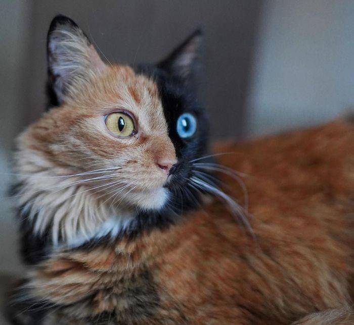 原创这只小猫因为长着阴阳脸而走红网络粉丝超10万