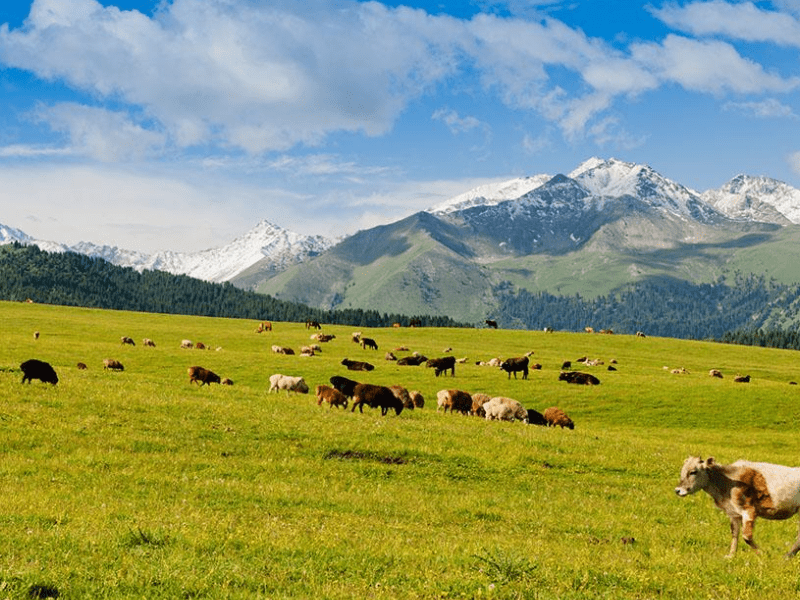 新疆伊犁有个美丽的村庄,有着辽阔静谧的风景,还不收取门票