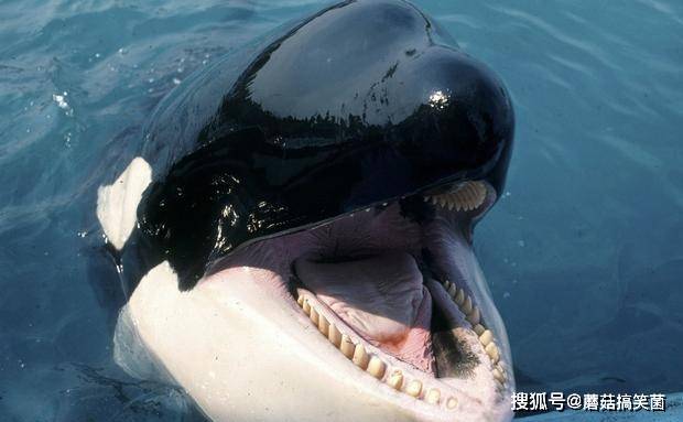 深海传奇,顶级猎食者——虎鲸_大白鲨