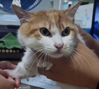 橘猫被人砍断双腿后,依然选择相信人类,坚强求生的样子让人想哭
