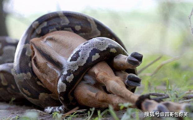 非洲岩蟒:非洲第一大蟒,把毒蛇当辣条的平头哥,都对它