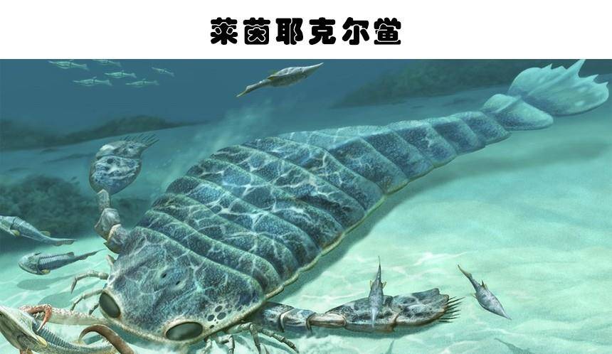 原创地球上存在着或存在过的10大海洋巨兽