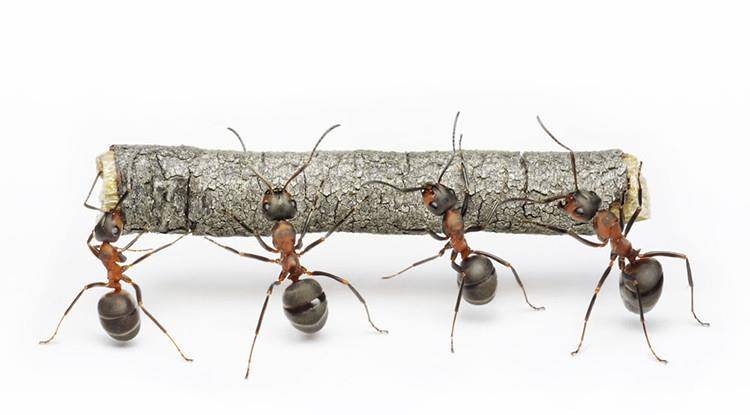 原创为什么人不能像蚂蚁那样举起超过体重100倍的东西?