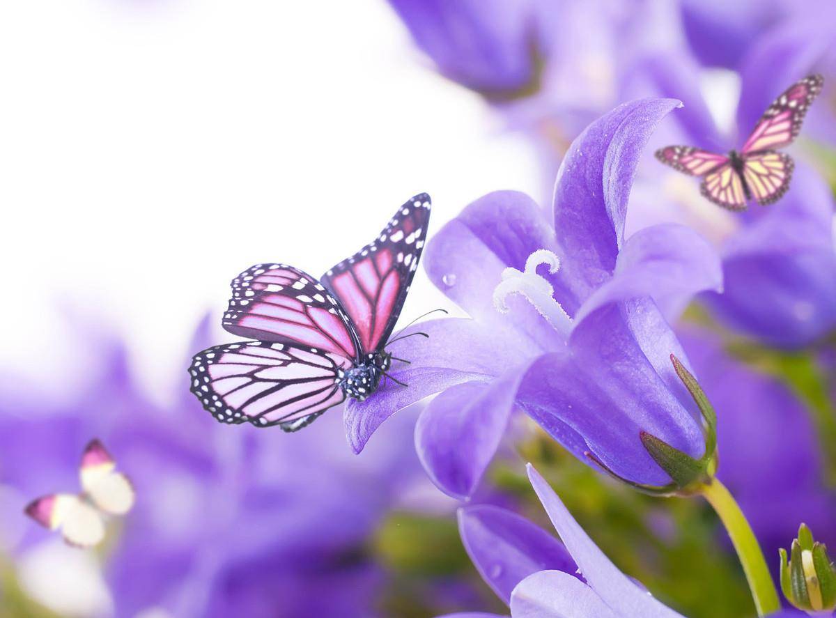 在一个白色的背景,暗蓝色手铃铛和蝴蝶的花朵