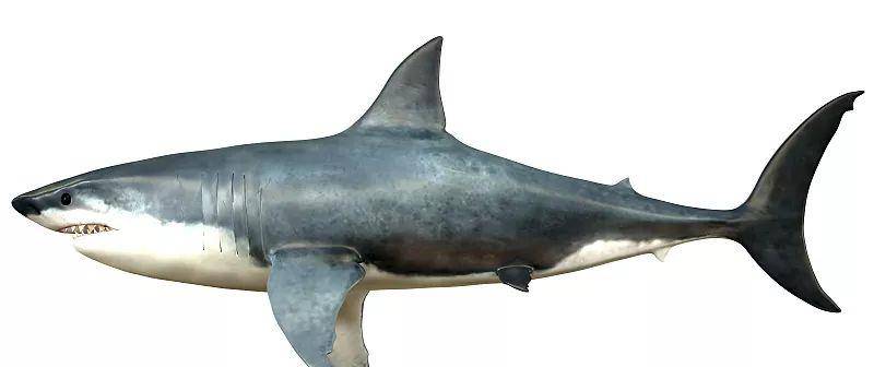 鲭[qīng]鲨,是游泳速度最快的鲨鱼, 能达到每小时50公里.