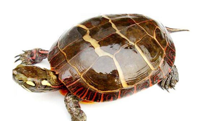 原创一日一龟——东部锦龟