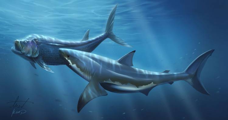 鲨鱼的祖先是啥样的?有的巨大,有的怪异,盘点十大史前