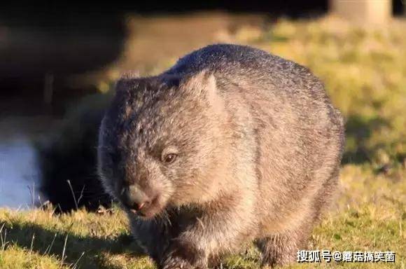 大肥鼠,体形粗壮似熊,眼小,尾巴也很短,脸似鼠,这是什么类型的大老鼠?