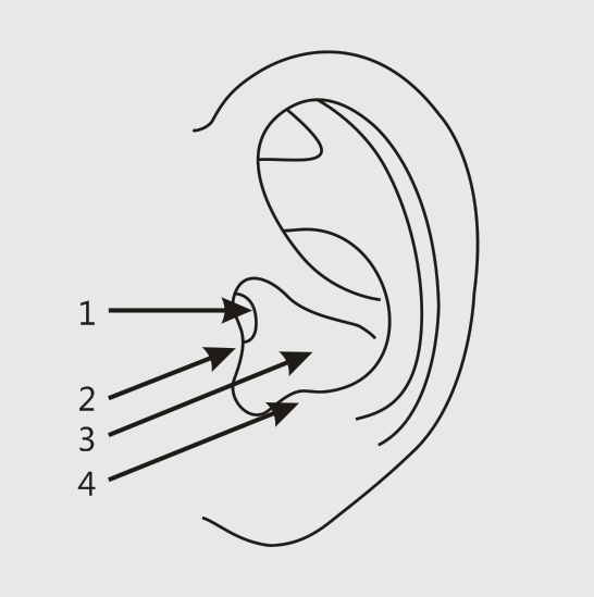 (图16-是耳朵的结构示意图)