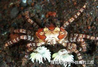 没有钳子的蟹类,却将有毒海葵当成手套拳击退敌,与海葵形成联盟