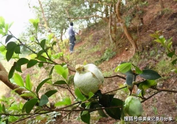 茶树上1种野果,被农民视为眼中钉,农村娃确当糖果吃,少见了