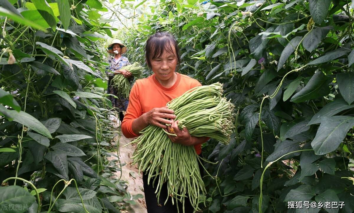 高产豆角种植方法都在这里,每个技术都重要,种的豆角高产还好看