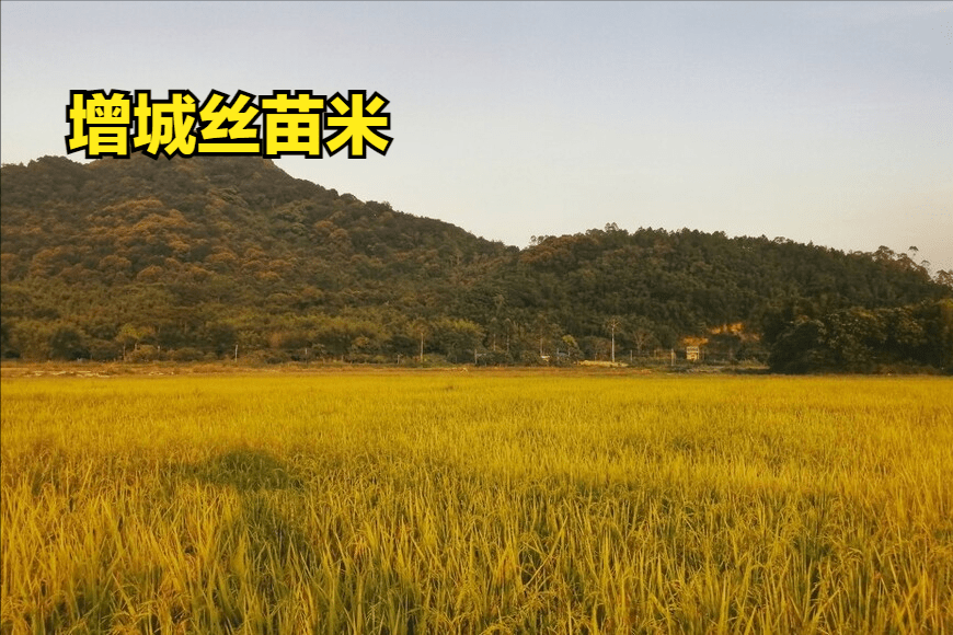 来自广州增城的丝苗米和增城的挂绿荔枝齐名,丝苗米素有"米中碧玉"的