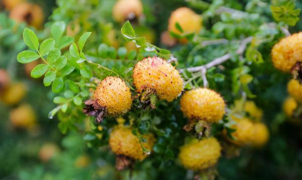 刺梨:浑身是刺,大不过1cm,过去烂山里无人问,今大量推广种植