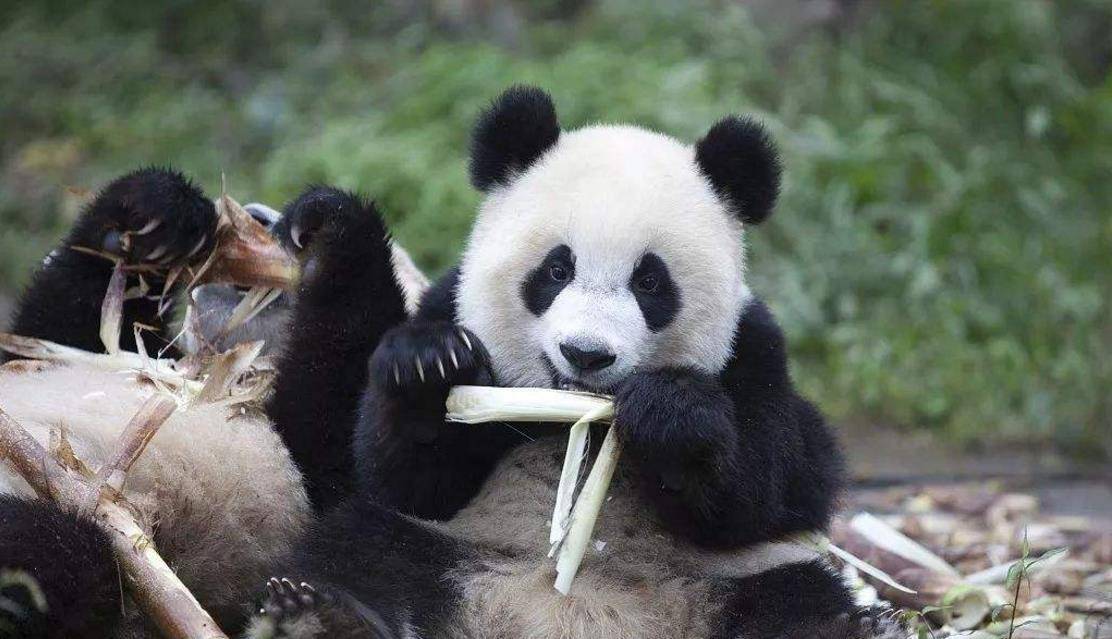 原创熊猫的祖先有多厉害?被称作食铁兽,连老虎和狮子都不敢惹
