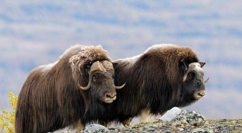 原创柴达木曾发现一古兽,与北极圈的麝牛属同种,却无缘无故灭绝了
