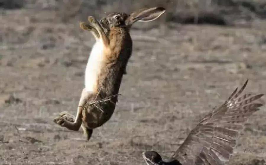 老鹰老远看到兔子, 本以为胜券在握, 结果兔子使出一招便反败为胜了