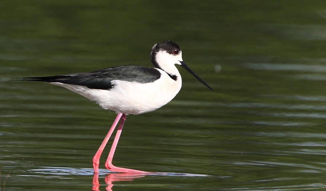 原创体态修长的黑白色水鸟