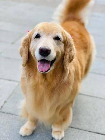 大金毛趴在马路中央当路霸,原因叫人哭笑不得!