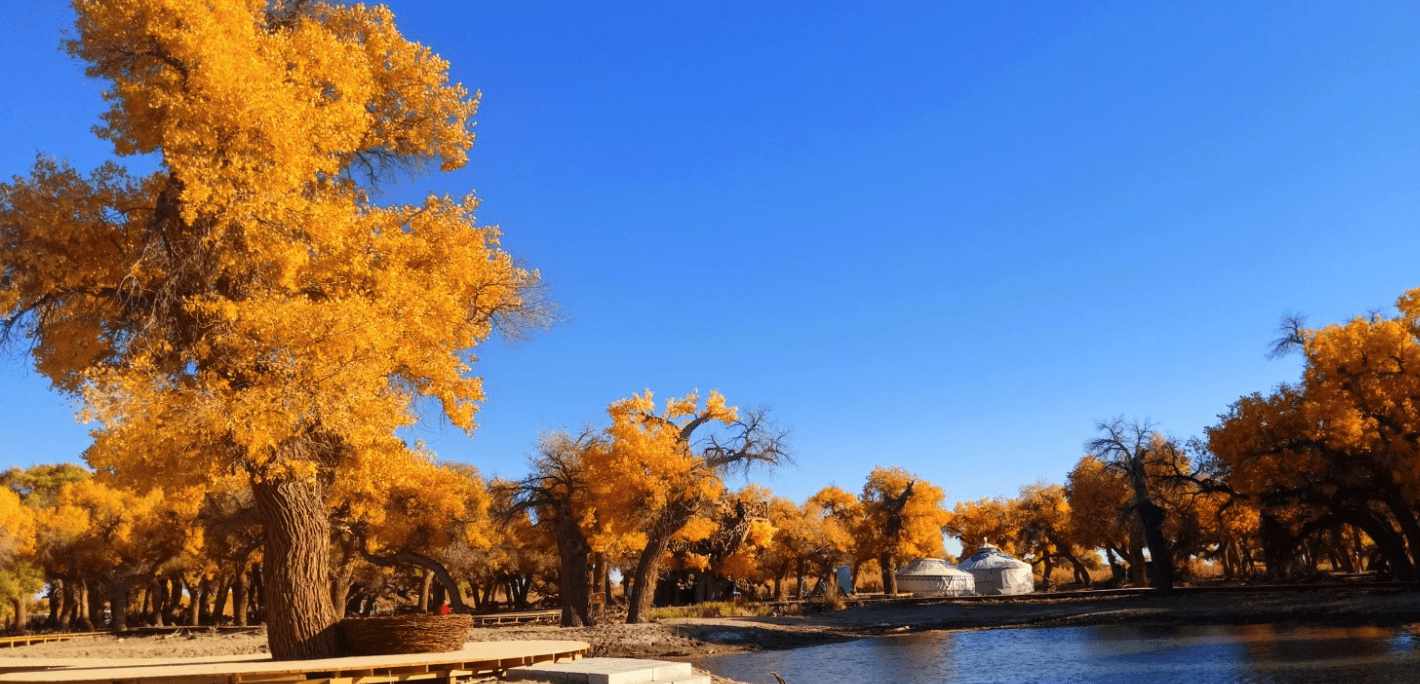 一眼千年·额济纳大漠胡杨林(景区介绍及周边)