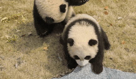 科学家让大熊猫看