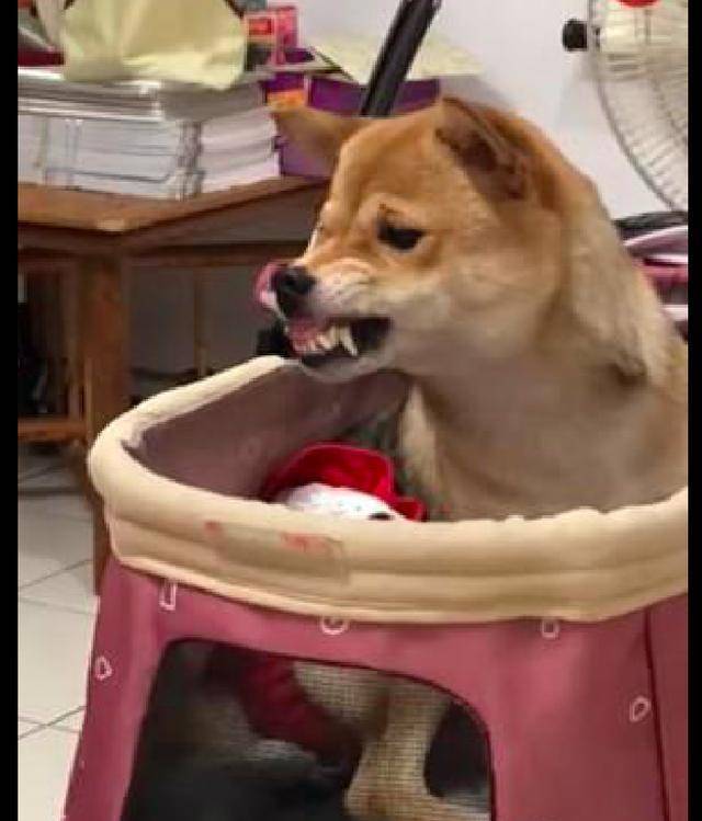 原创柴犬看到陌生狗来到家中,气得龇牙咧嘴要吓退对方:给我出去!