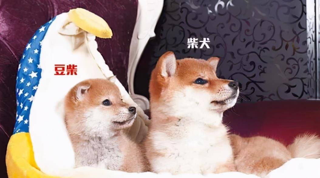 豆柴犬的价格贵吗?_体型