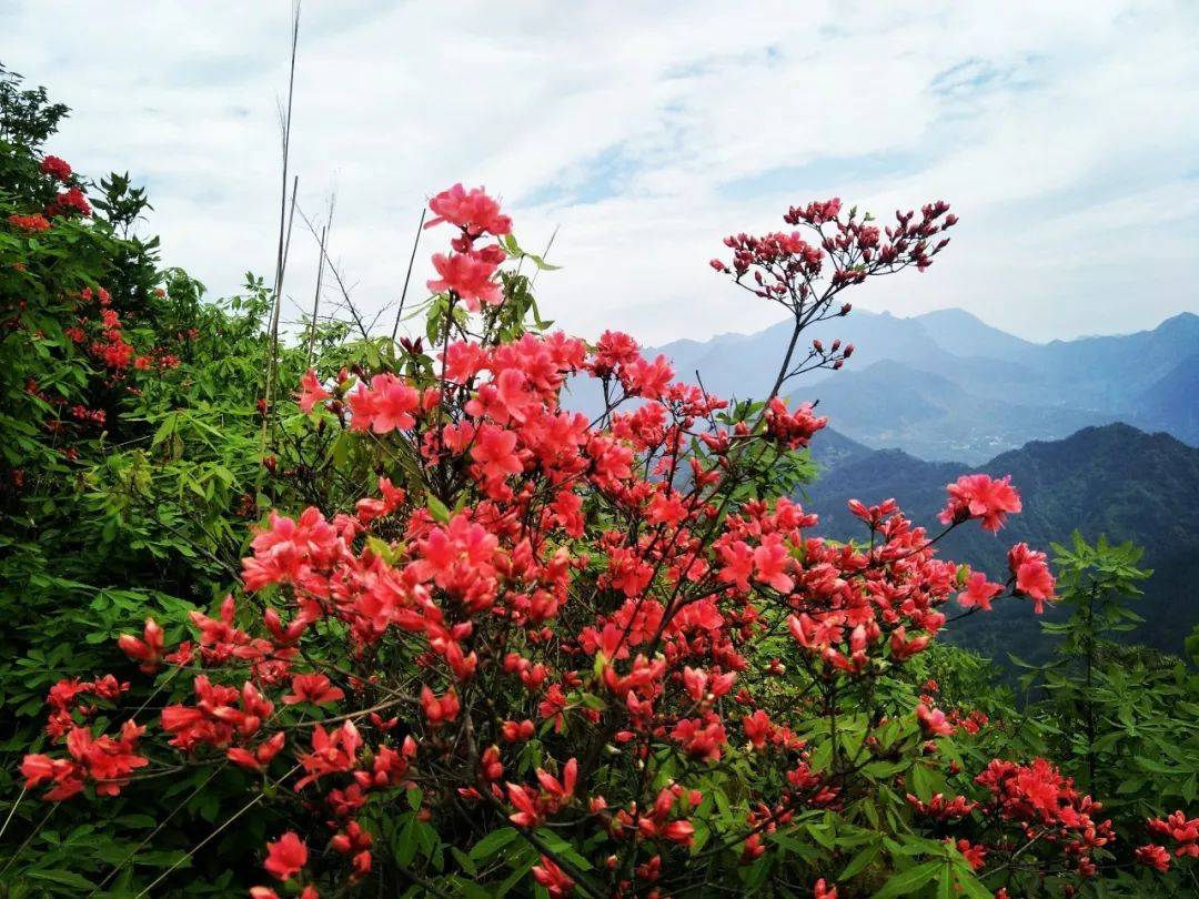 高文贵(墨涵敬书):五月踏歌映山红