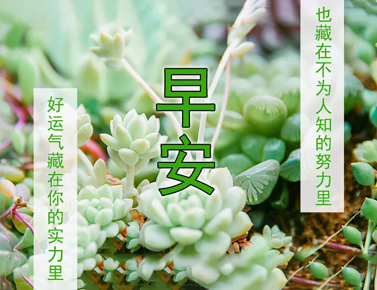 清晨问候朋友的句子图片大全 早晨心情语录