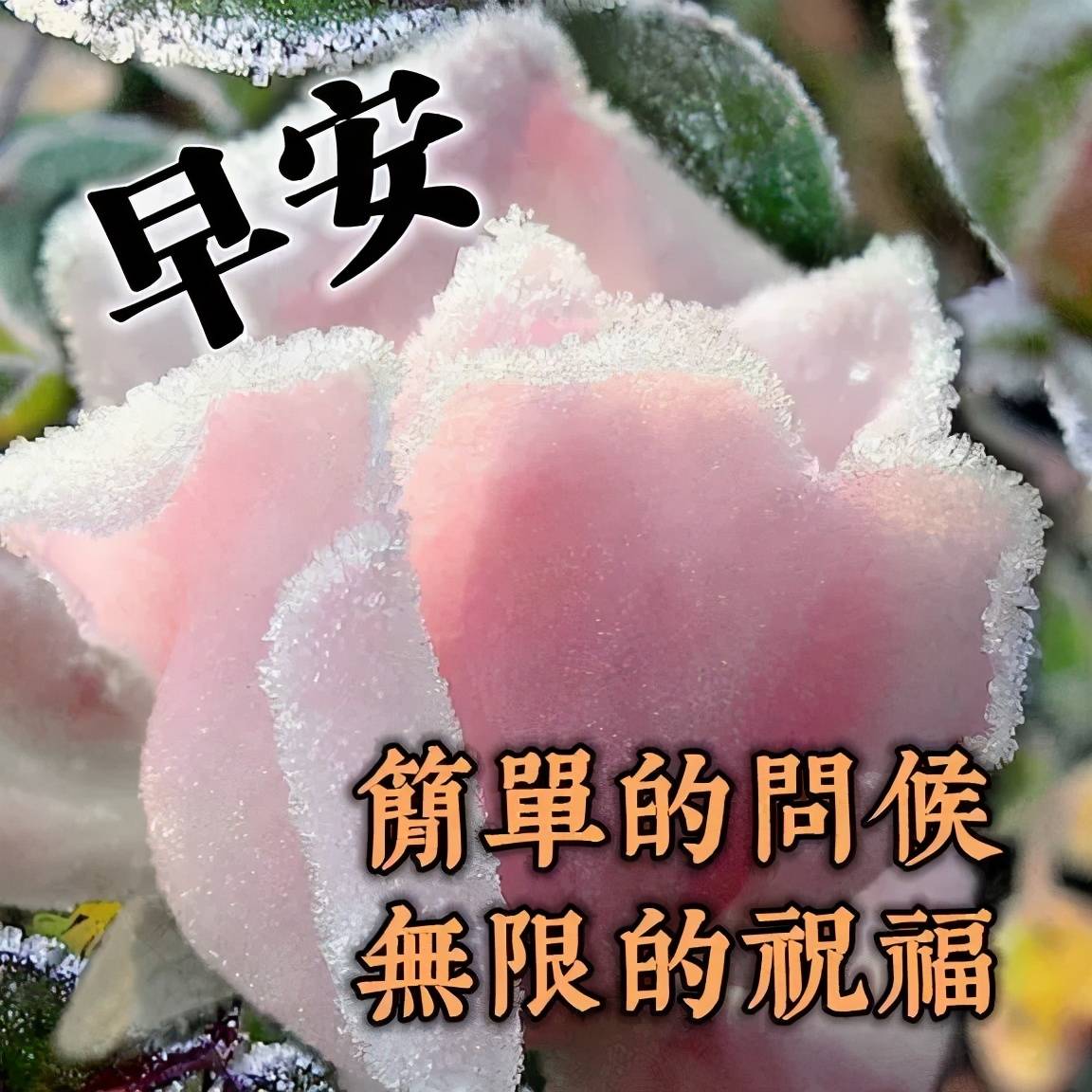 原创好看的早上好表情图片唯美带字,最新的清晨早安祝福语寄语句子