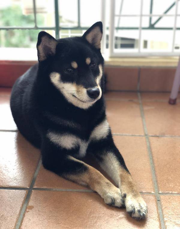 黑色柴犬胆小又爱暴冲,听到打雷就会吓得躲到门边瑟瑟发抖
