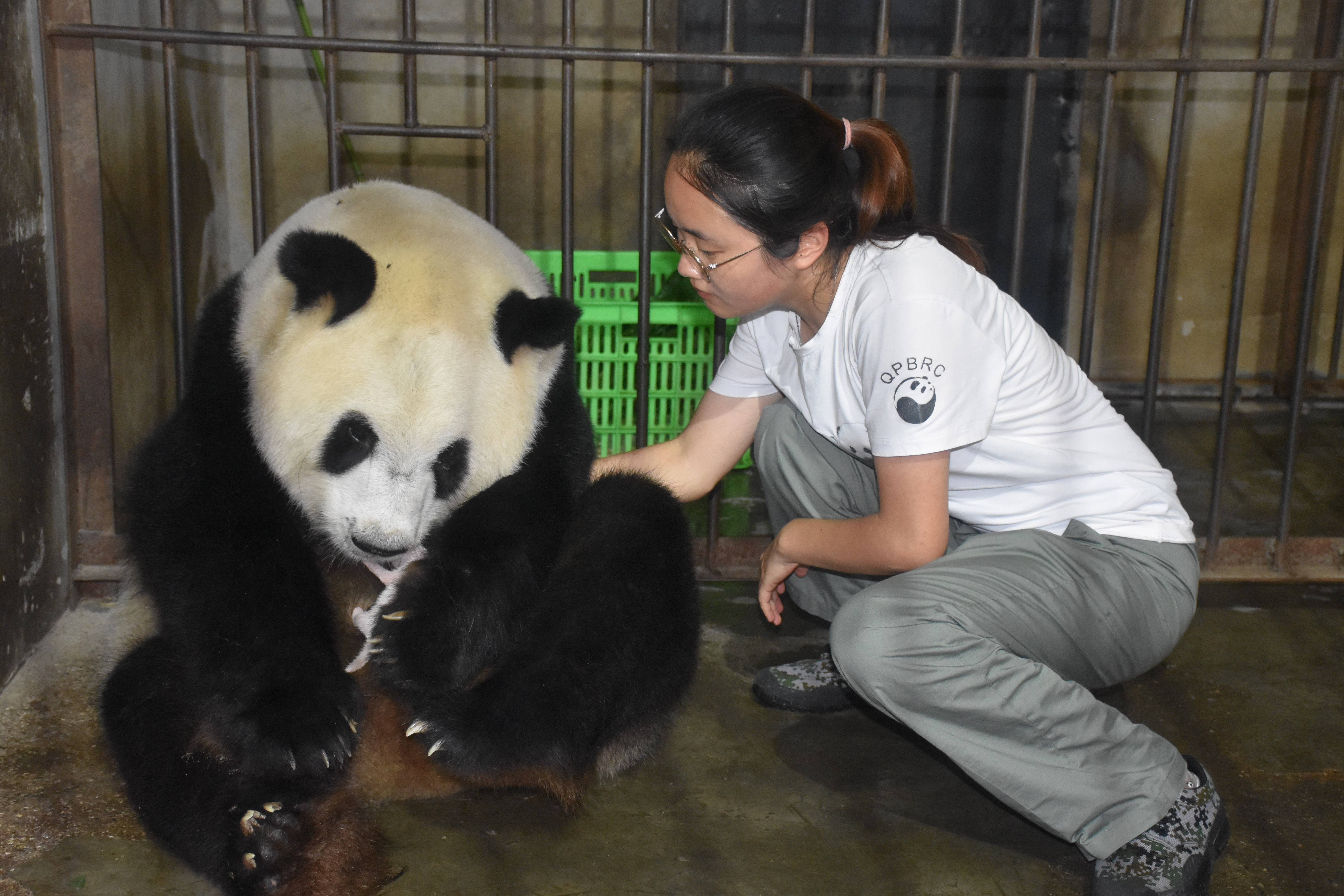 秦岭大熊猫"丫丫"诞下龙凤胎