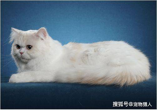 俄罗斯蓝猫(54)布偶猫(53)北美洲长毛猫(52)北美洲短毛猫(51)彼得秃猫